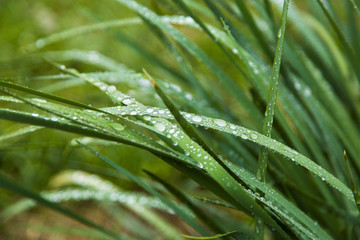 Water drops on grass