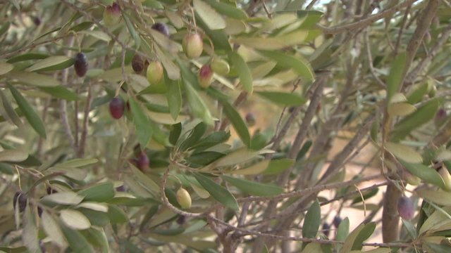 Olives tree branches wind close-up Provence