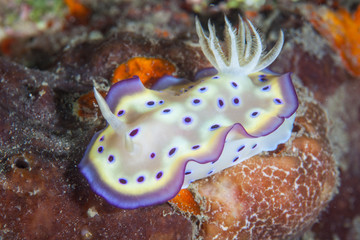 Chromodoris Nudibranch in Lembeh Strait