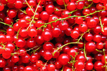 Obraz na płótnie Canvas Berries of red currant. Background