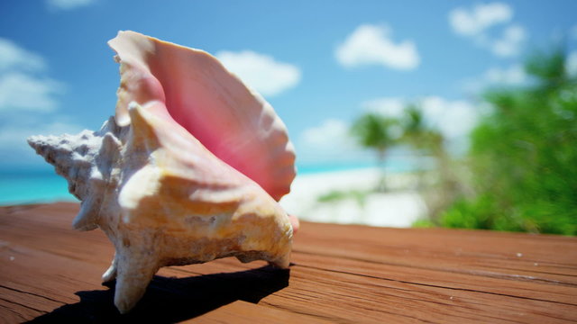 Pretty Conch shell against tropical beach background