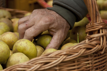 Fiera della Pera volpina. Pera volpina. Frutto autunnale dimenticato. Frutto indigeno romagnolo © davidepalli