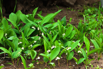 Lilies of the valley in the woods