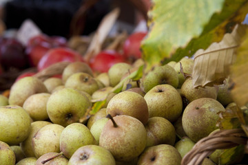 Fiera della Pera volpina. Pera volpina. Frutto autunnale dimenticato. Frutto indigeno romagnolo