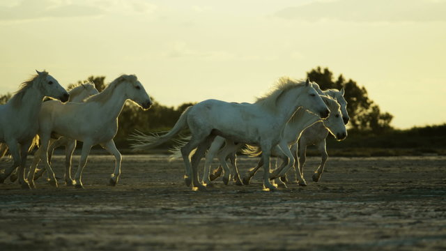 Cowboy sunrise running France Camargue animal horses livestock 