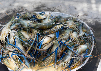 raw river prawm in tray for sales