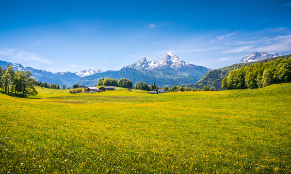 Fototapeta Idyllic landscape in the Alps with green meadows and flowers