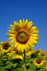 Fototapeta premium Close-up of sun flower
