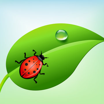 ladybug on a green leaf with water drop. vector