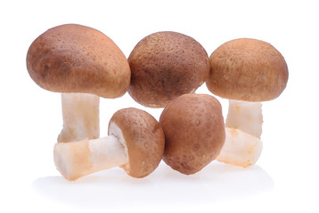 Shiitake mushroom on the White background