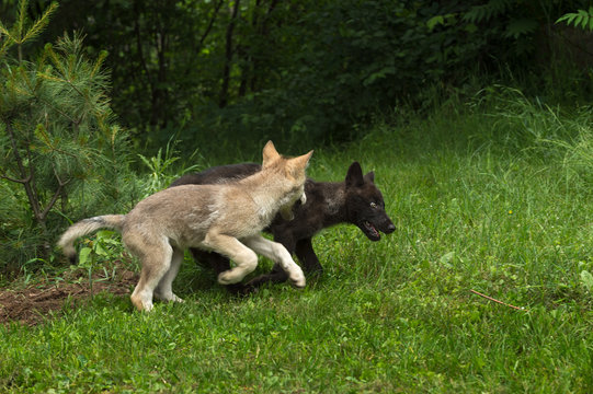 Two Grey Wolf Pups (Canis lupus) Play Chase