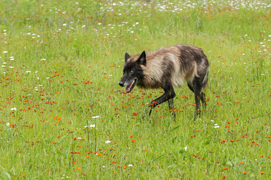 Fototapeta Black Phase Grey Wolf (Canis lupus) Stalks Left Through Field