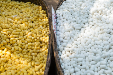 cocoon silkworm many silk worm yellow white