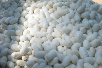 silkworm cocoon macro detail many silk worm white