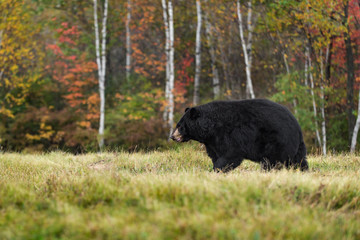 Naklejka premium Black Bear (Ursus americanus) Walks Left in Autumn Colors