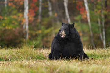 Black Bear (Ursus americanus) Sits in Field with Autumn Colors