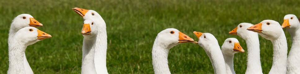Sich streckende Gänsehälse © Countrypixel