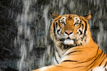 Tiger, portrait of a bengal tiger.