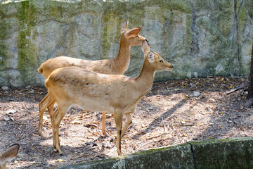 Female Eld's deer