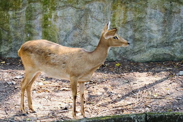 Female Eld's deer