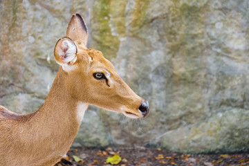 Close up Female Eld's deer