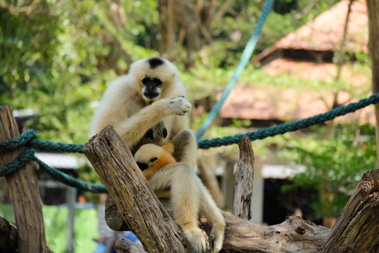 Pileated gibbon mother and son in the zoo