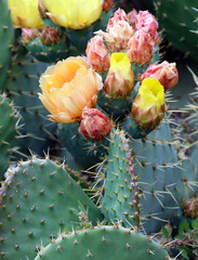 Fleurs et boutons de figuier de barbarie