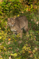 Naklejka na ściany i meble Bobcat (Lynx rufus) Stands in Grass