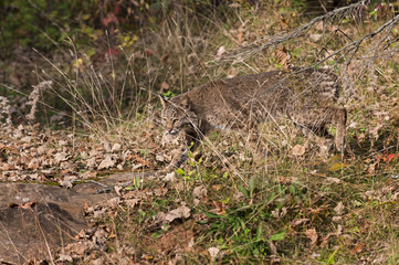 Bobcat (Lynx rufus) Creeps Through Grass