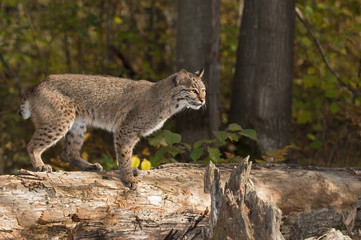 Bobcat (Lynx rufus) Stands on Log Looking Right