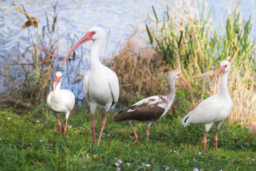 American white ibis
