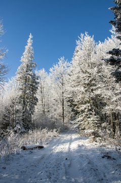 Winter road in covered snow forest