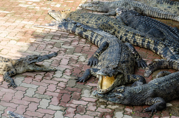 Large Crocodile lying and open It's mouth in farm.