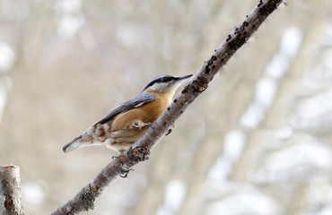 Nuthatch sits on a dry branch and looks around