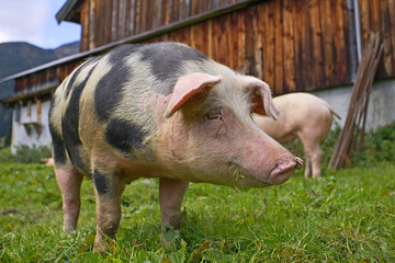 Schwein