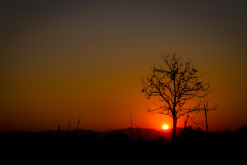 silhouette leafless tree on red sun in sunset, left copyspace