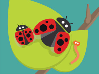 Ladybug family on green leaf
