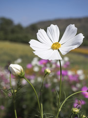 white cosmos flowers blooming in the garden focus-blur backgroun