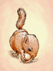 color engrave isolated squirrel illustration