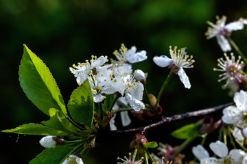 The blossoming cherry in a spring garden. 