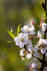The blossoming cherry in a spring garden. 