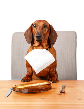 Fototapeta Cute dachshund sitting at the table ready to eat