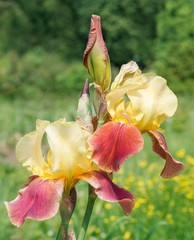 Flowers irises