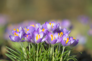 Spring, bunch of crocuses, bunch of purple wild flowers, crocuses, first spring flowers, purple...