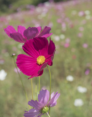 cosmos flower in the garden focus-blur background
