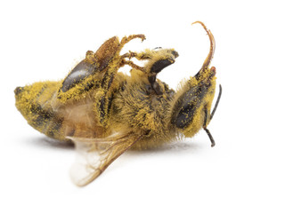 bee dead stick sunflower pollen with macro