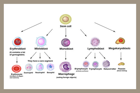 Stem cell. The development of red blood cells, leukocytes, macrophages, lymphocytes  and platelets. Infographics. 