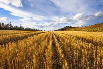 Harvested field,China