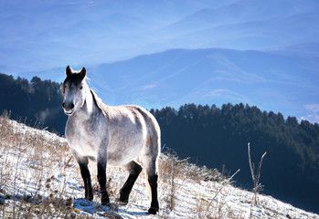 The beautiful white horse.