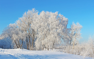 Frozen trees on a sunny day